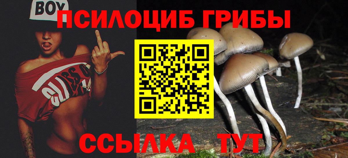 Псилоцибиновые грибы Psilocybine cubensis Лениногорск